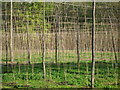 Hop field at Witherenden Hill