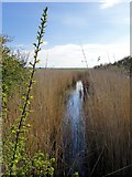 TQ7878 : Marsh ditch in spring, Decoy Fleet, Halstow Marshes by Stefan Czapski