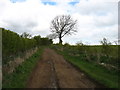 The track to Whitrigg