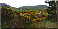 Gorse and the Rhonadale Burn