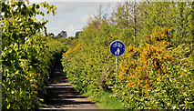 J4669 : Road landscaping, Comber (2) by Albert Bridge