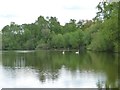 Swans on Shakerley Mere