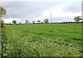 Fields by Minshull New Road