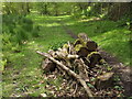 Path Below Hawkley Hurst