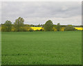 Farmland near Abbott