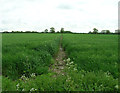 Footpath off Clacton Road