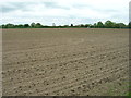 Farmland, East Bergholt