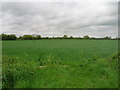 Farmland off the Roman Road