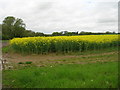 Farmland, Swan Hill