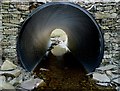 A culvert on the Cliffhope Burn