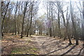 Woodland path, Ashdown Forest