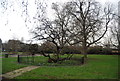 Old tree, Sayes Court Park