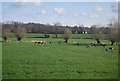 Cattle by the railway