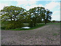 A small pond near Hurst Plantation