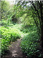 Woodland path towards Rectory Farm