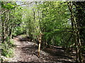 Footpath junction in Fosterdown Wood