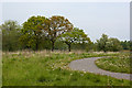 Windy Bank Wood