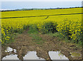 SE6766 : Crop fields near Wheatclose Farm by Pauline E