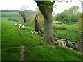 Fields at Symondsbury