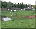 Cattle in the Honey Brook Valley