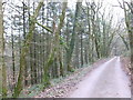 Access road and footpath leading from Coed Las-fach