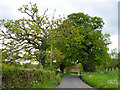 Lane from Lickfold to Fernhurst