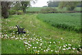 Bench by the path