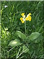 False oxlip, Hastings Cross