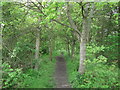 Tandridge Border Path in Furzefield Wood (2)