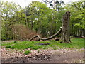 Fallen tree in Bow Brickhill Park