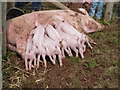 SX9891 : Piglets at the milk bar by Chris Allen