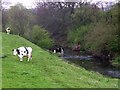 North Bankhead, dairy herd