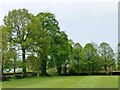 Trees alongside Clay Lane, Over Peover