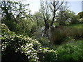 Pond by Runshaw Lane