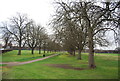 Avenue of trees, Pitshanger Park