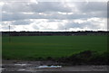 Wheat field by Hempstead Rd