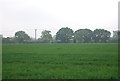 A field of wheat