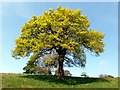 Oak tree near Cloughhead