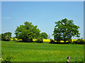 Hedgerow trees