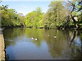 Duck pond in Endcliffe Park