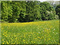 Meadow at Dippenhall