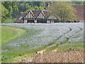 Flax Field