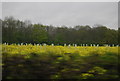 Oilseed rape and woodland