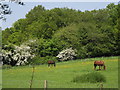 Grazing Near Farnham Castle