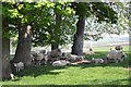 Sunshine sheltering sheep close to New House