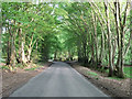 Kiln Road - Spring beeches