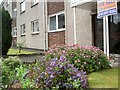 Garden in bloom at Melrose Court