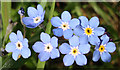 Wood Forget-me-not (Myosotis sylvatica)