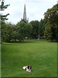 ST4363 : Friendly dog in St Andrew's churchyard, Congresbury by Jaggery