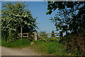 The Path at Great Enton, Surrey